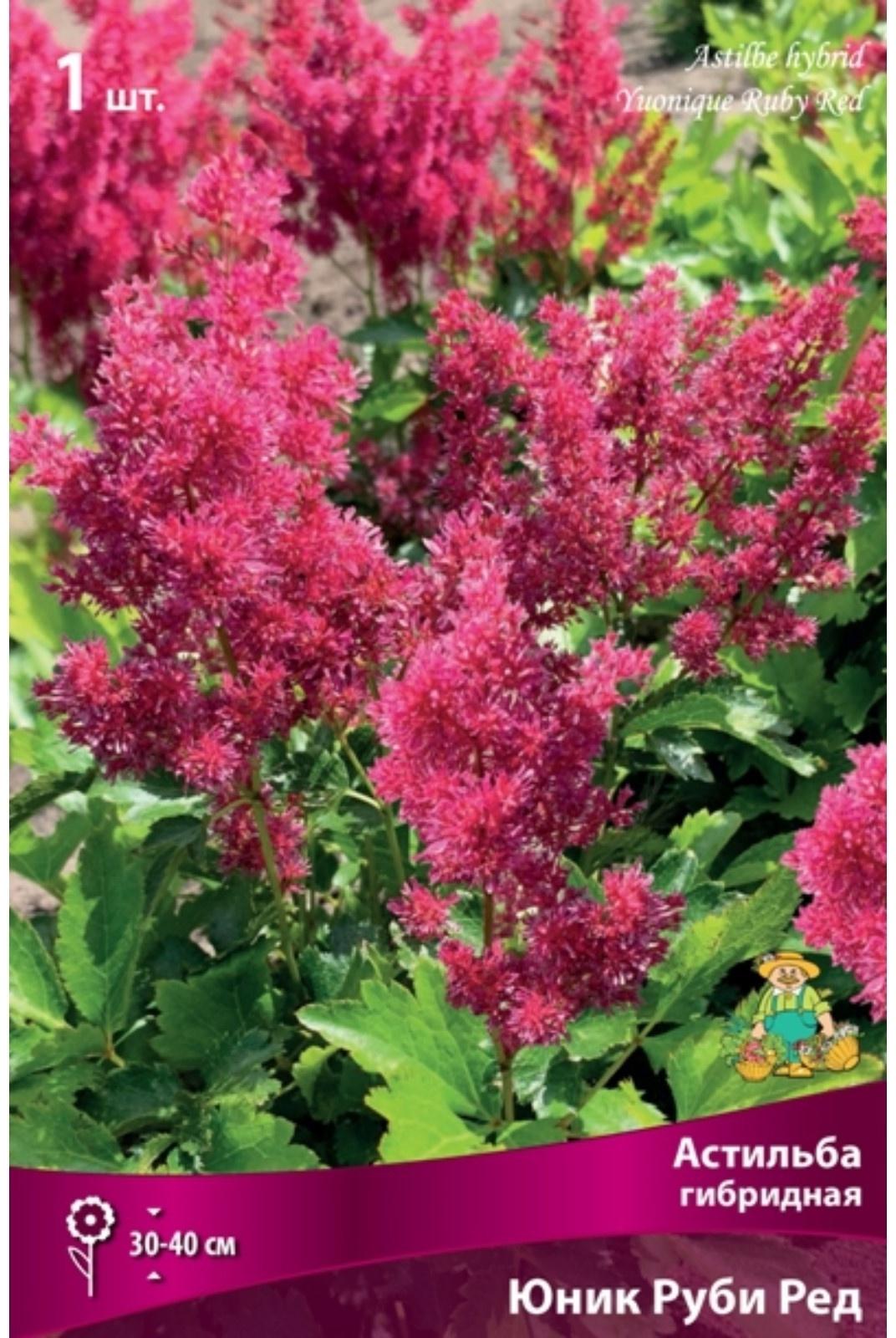 Астильба гибридная патио 