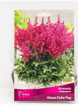 Астильба гибридная патио 