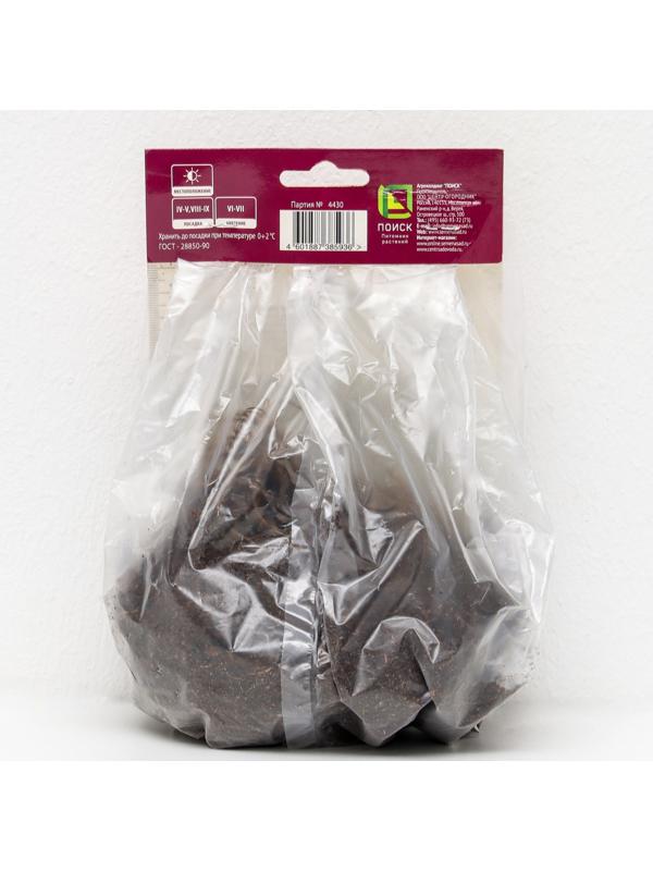 Астильба гибридная патио 