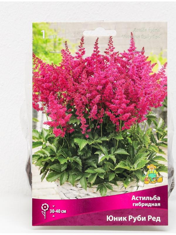 Астильба гибридная патио 