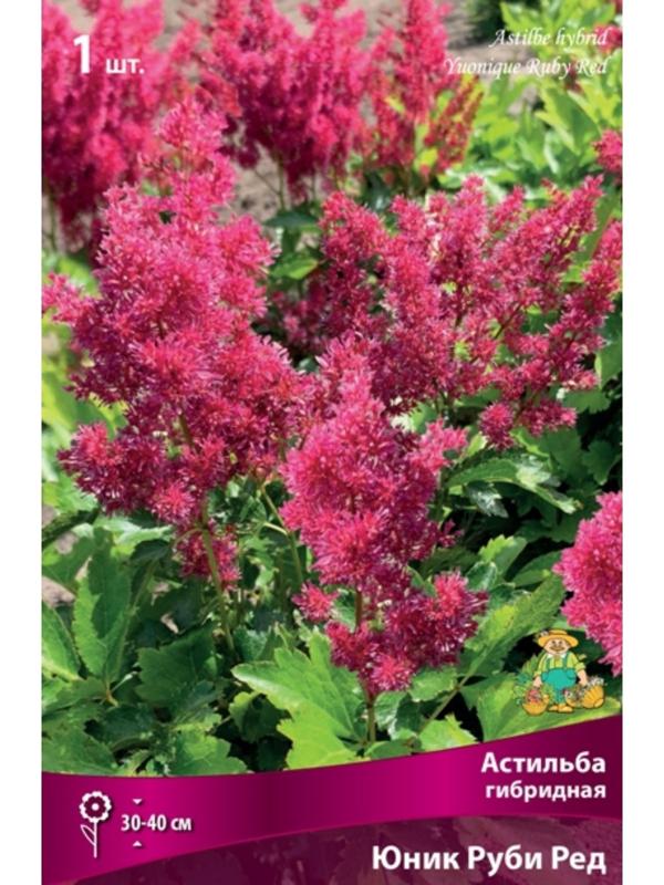 Астильба гибридная патио 