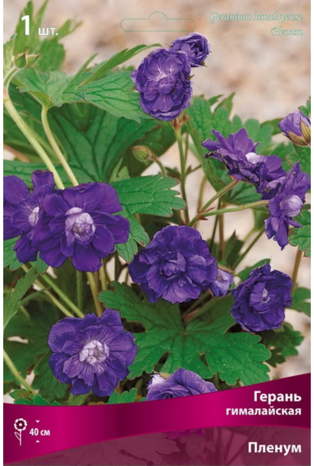 Герань гималайская 