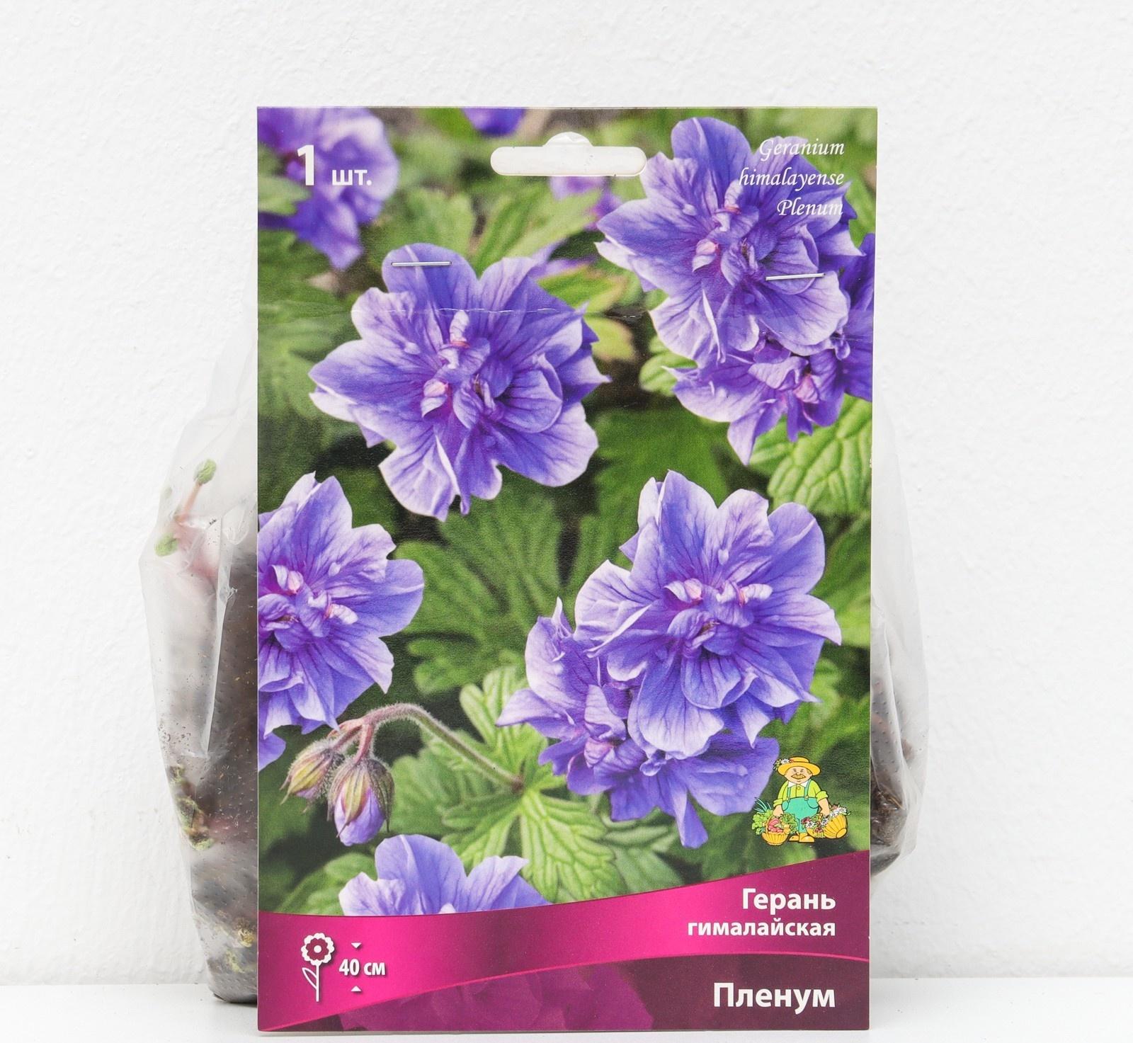 Герань гималайская 
