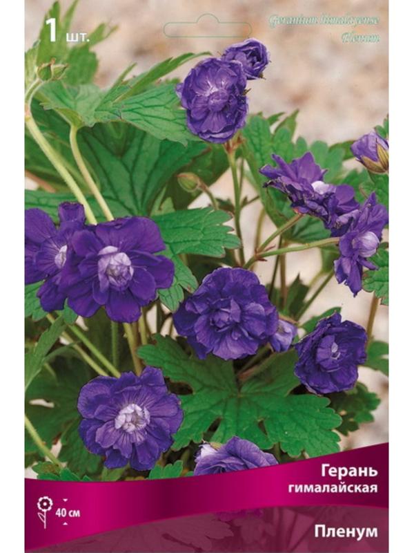 Герань гималайская 