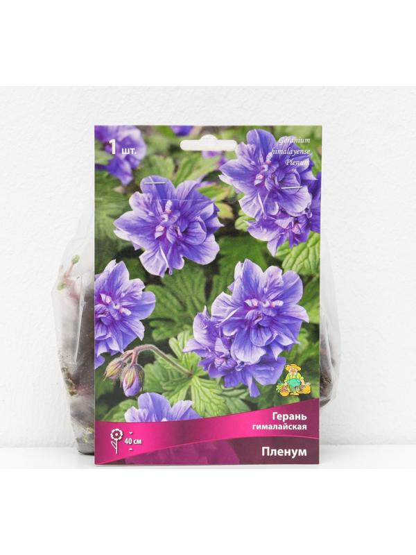 Герань гималайская 