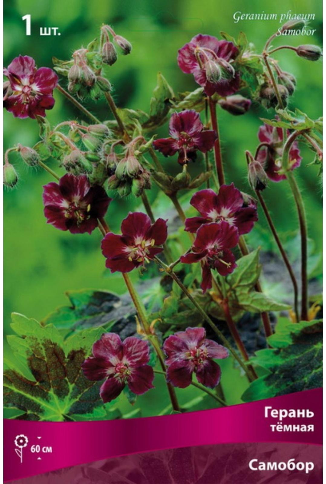 Герань пепельная Балерина, р-р I, 1 шт, Весна 2024