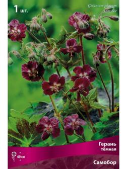 Герань пепельная Балерина, р-р I, 1 шт, Весна 2024