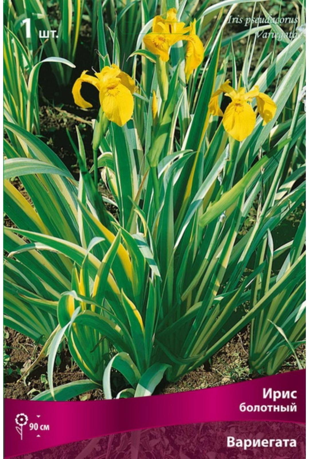 Ирис болотный 