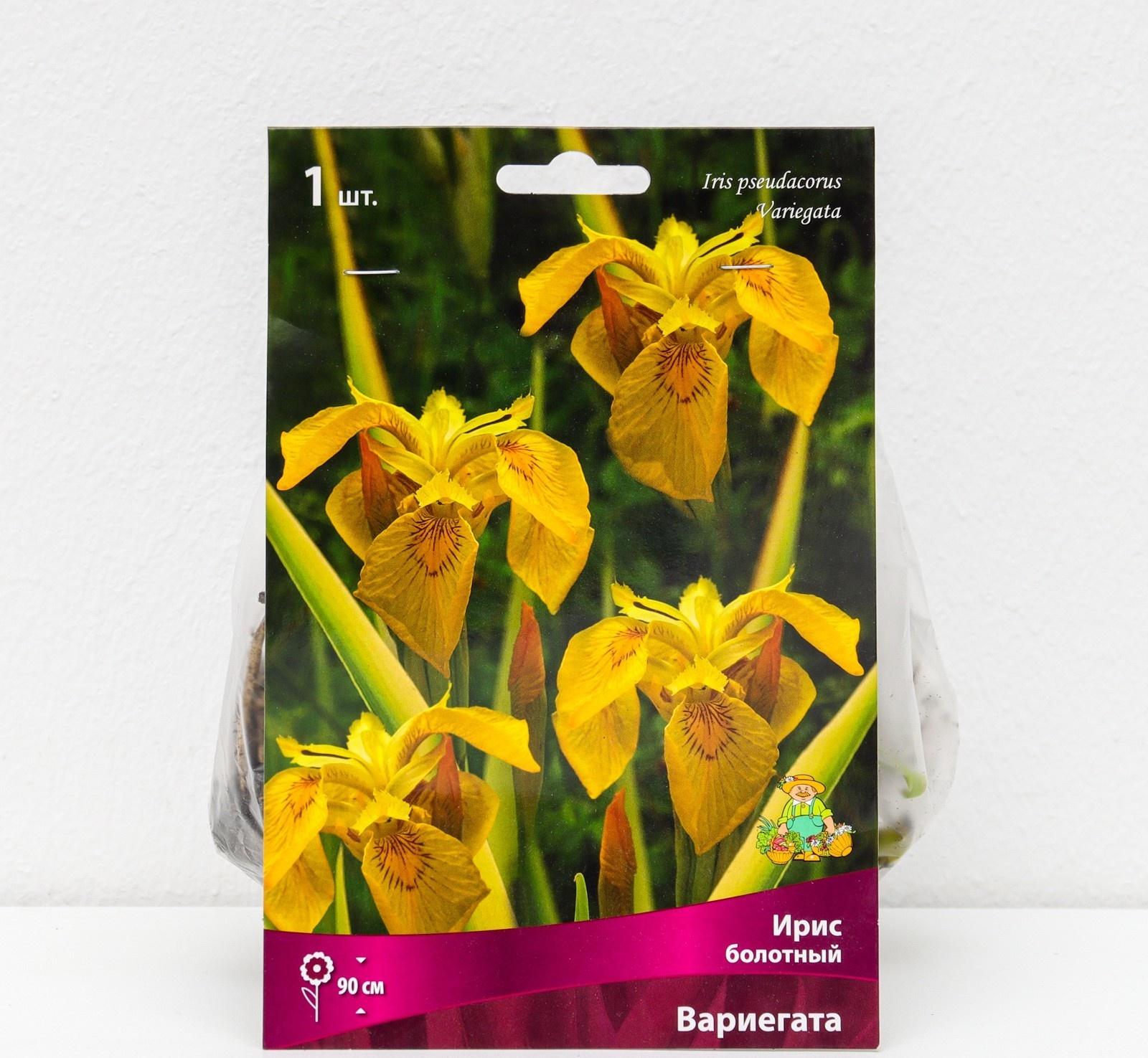 Ирис болотный 