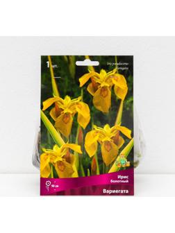 Ирис болотный 