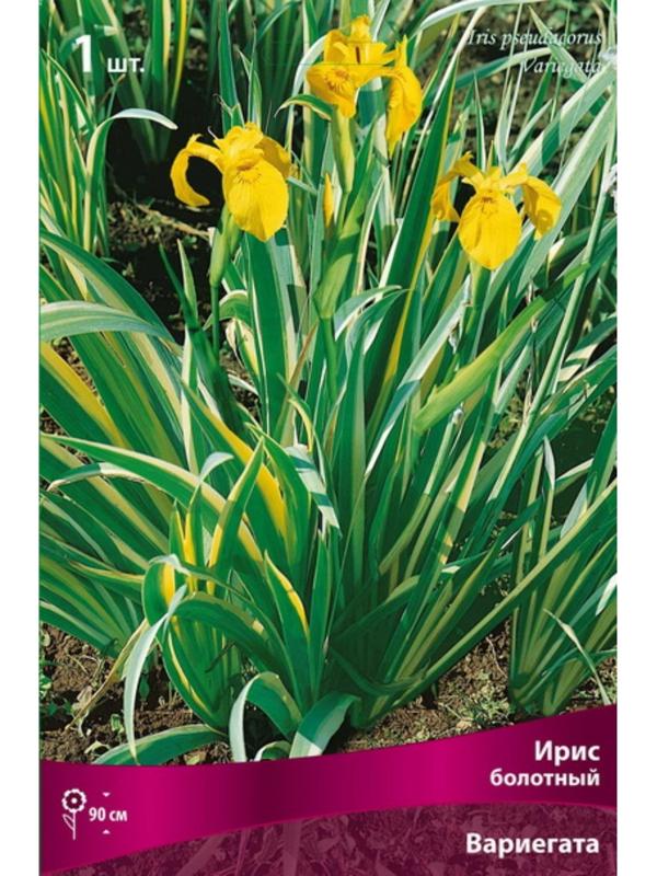 Ирис болотный 