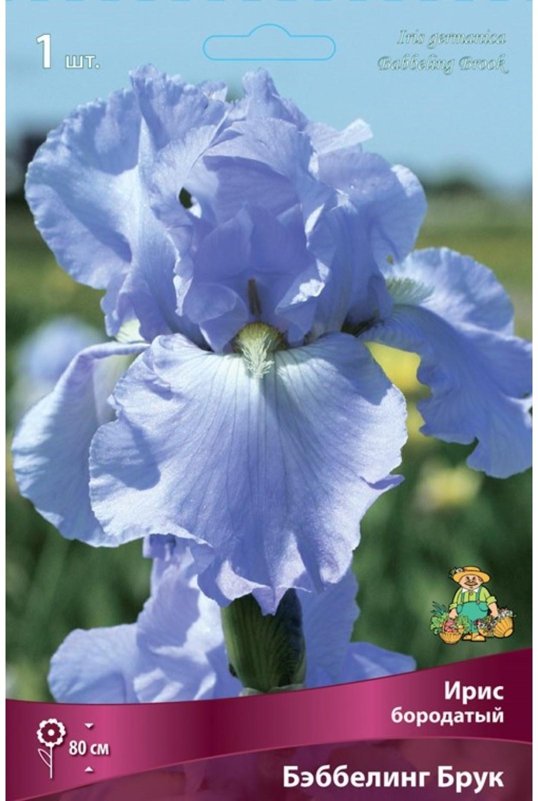 Ирис бородатый 