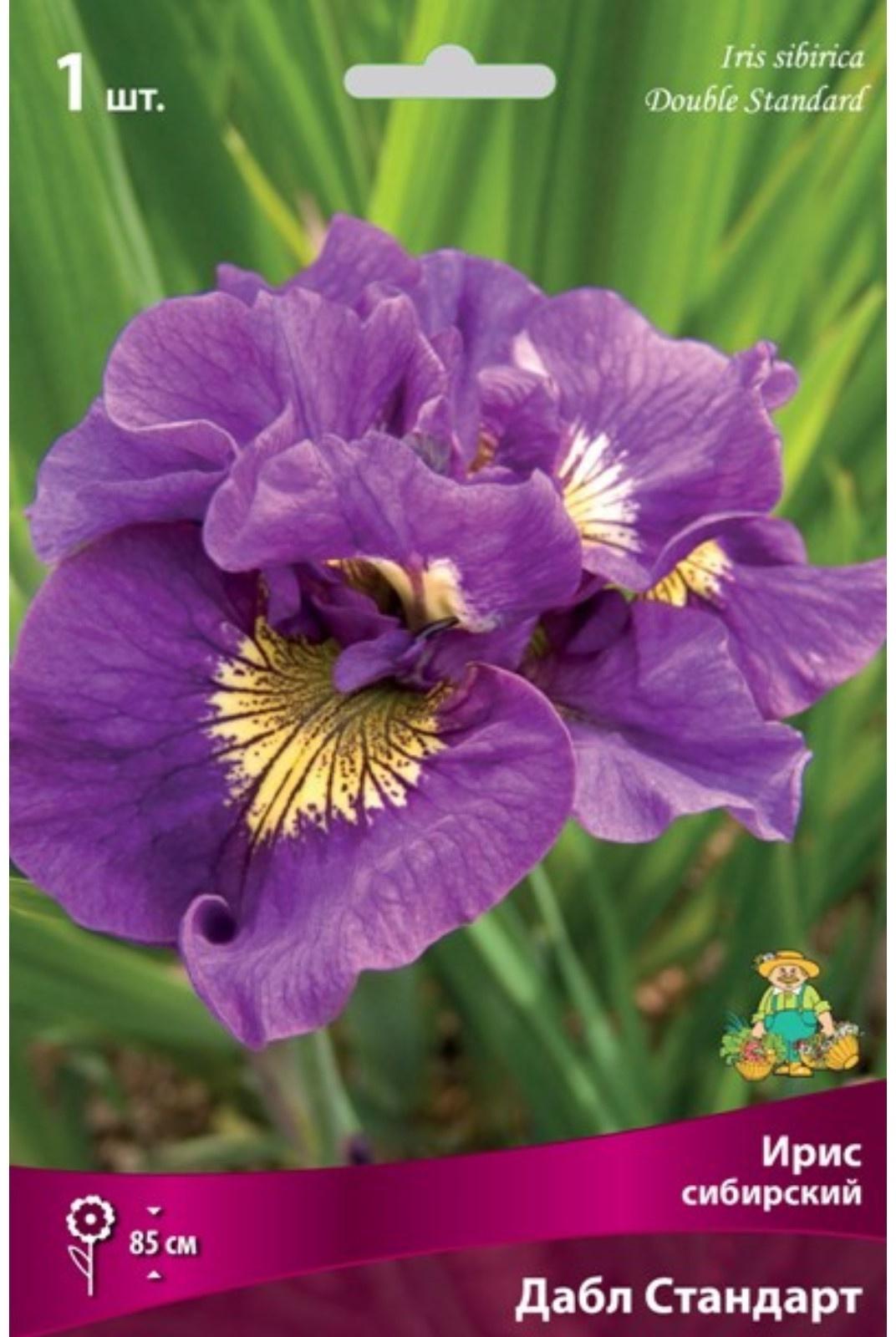 Ирис сибирский 