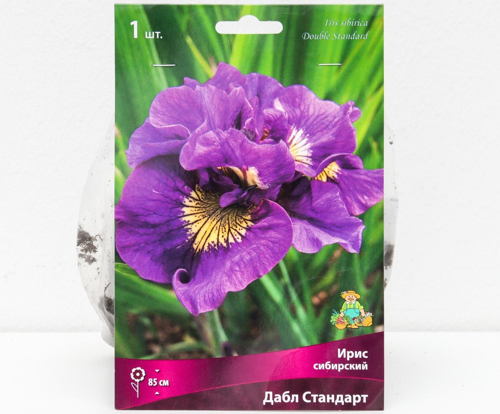 Ирис сибирский 