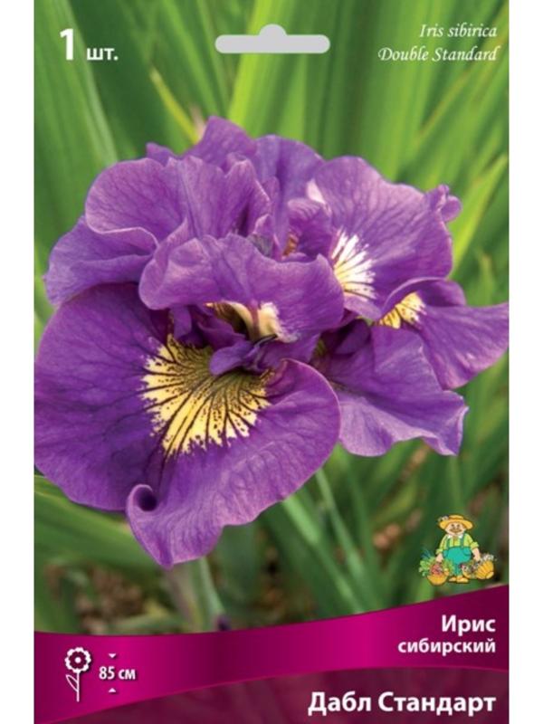 Ирис сибирский 
