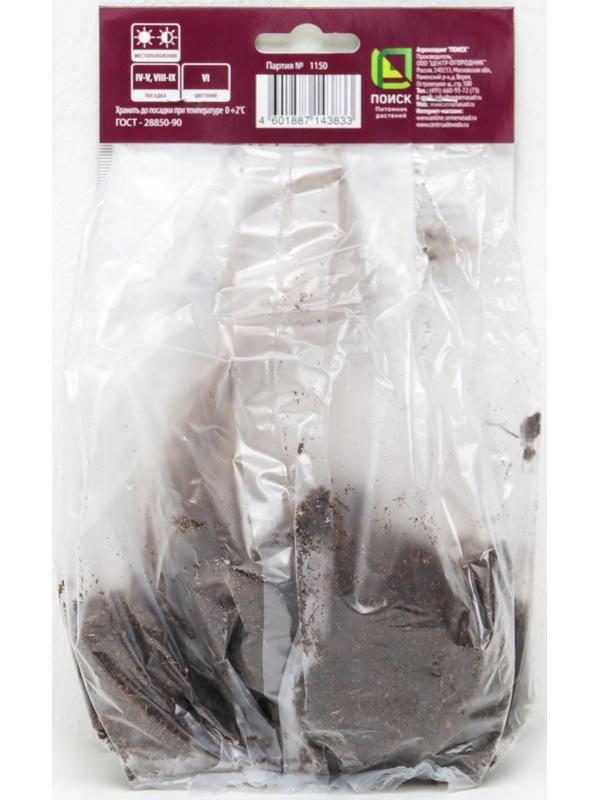 Ирис сибирский 