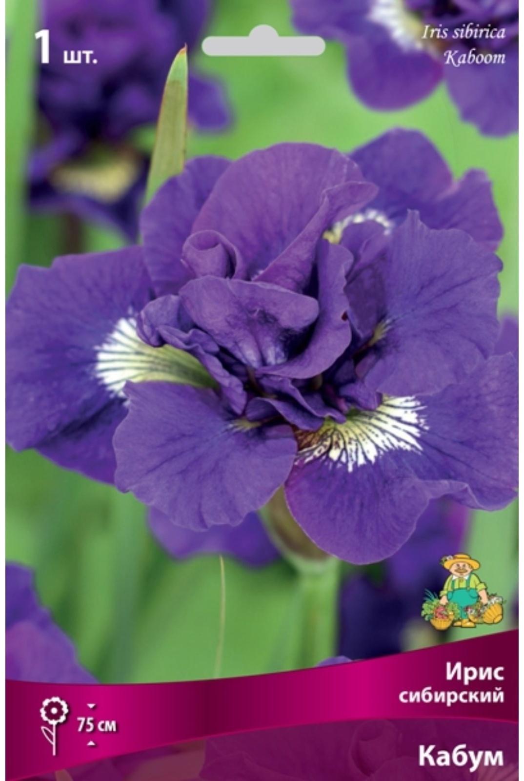 Ирис сибирский 