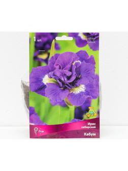 Ирис сибирский 