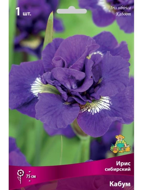 Ирис сибирский 