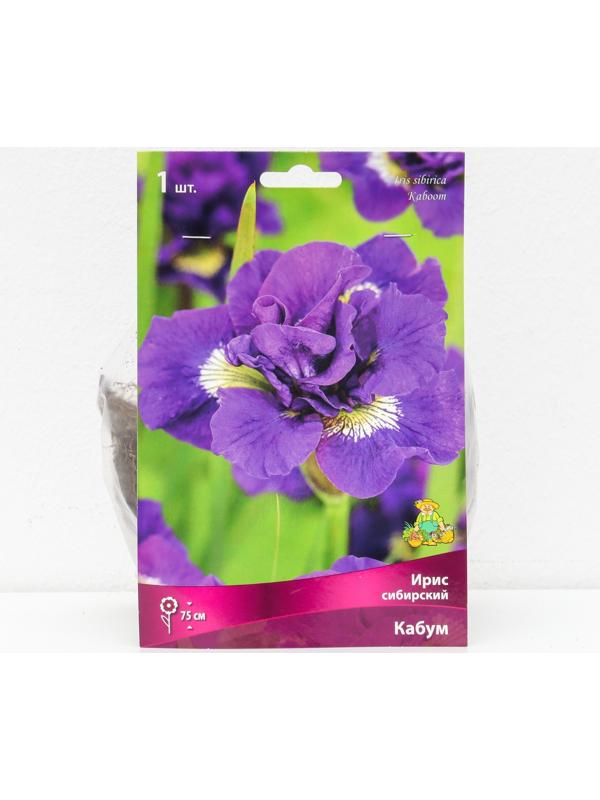 Ирис сибирский 