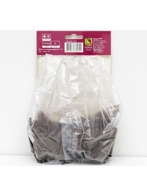 Ирис сибирский 