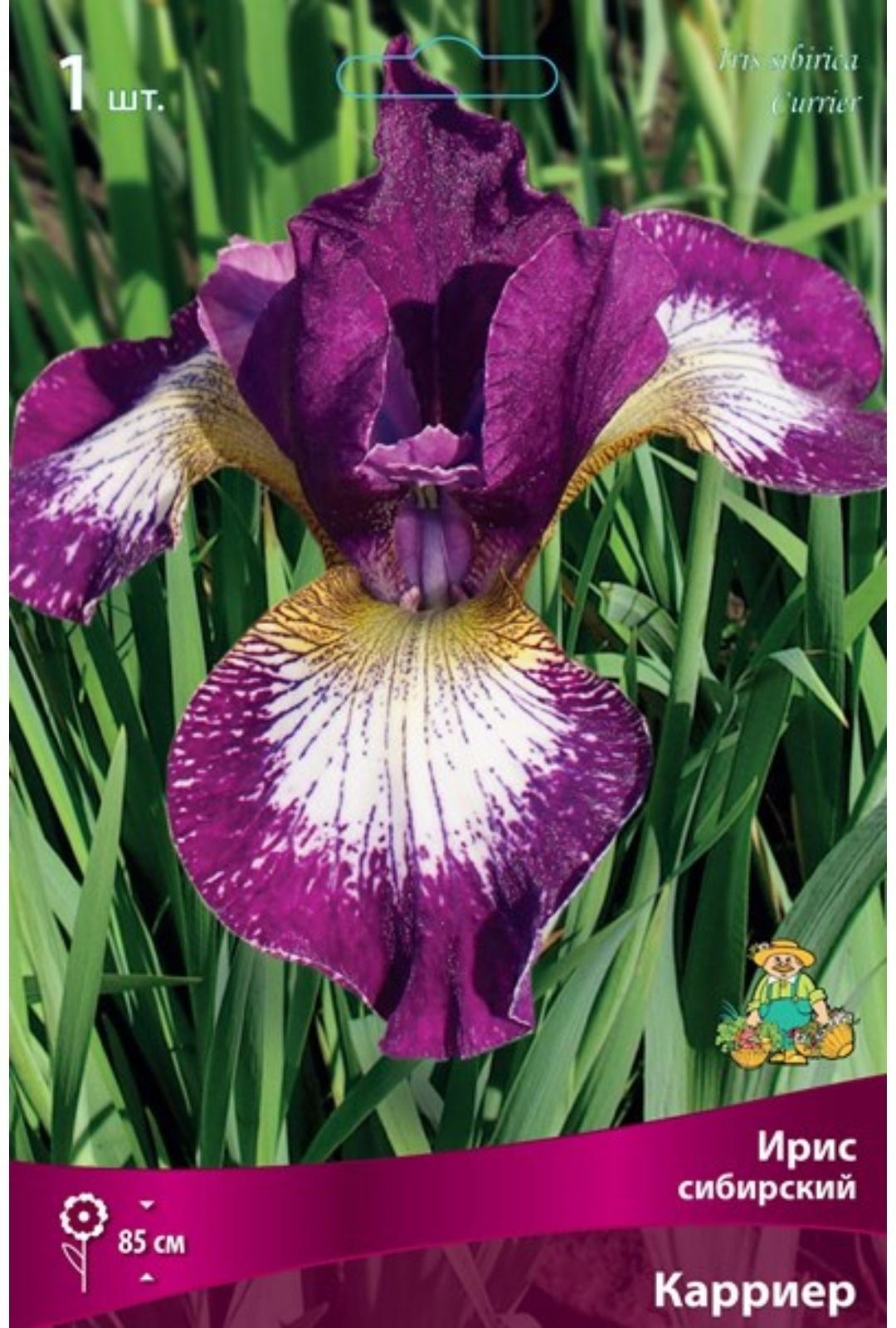 Ирис сибирский 