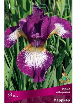 Ирис сибирский 