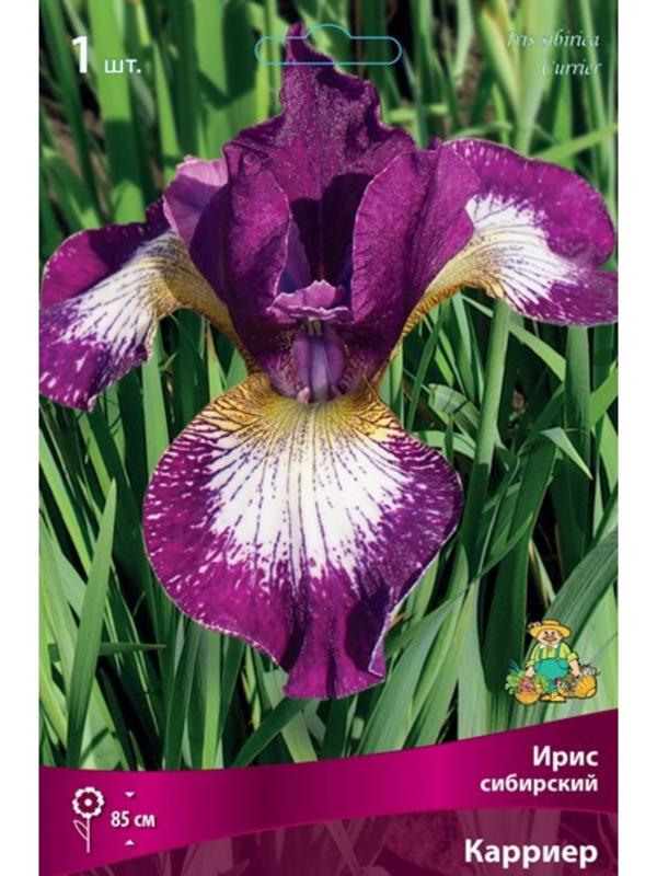 Ирис сибирский 