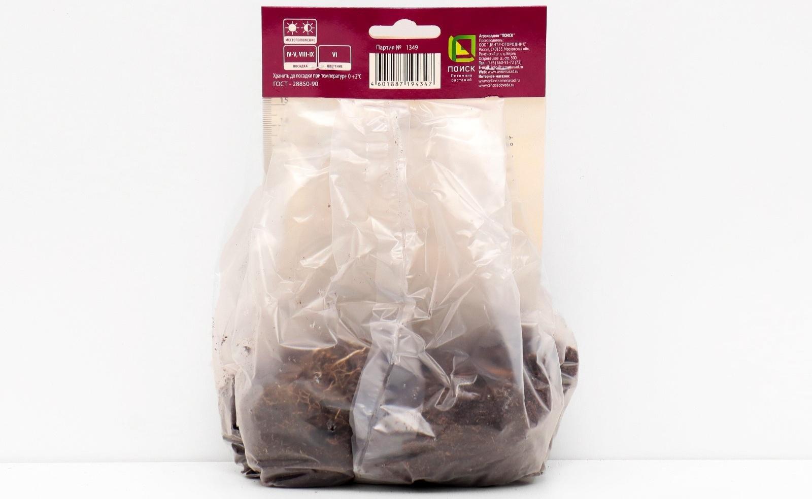 Ирис сибирский 