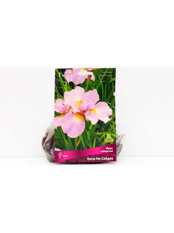 Ирис сибирский 