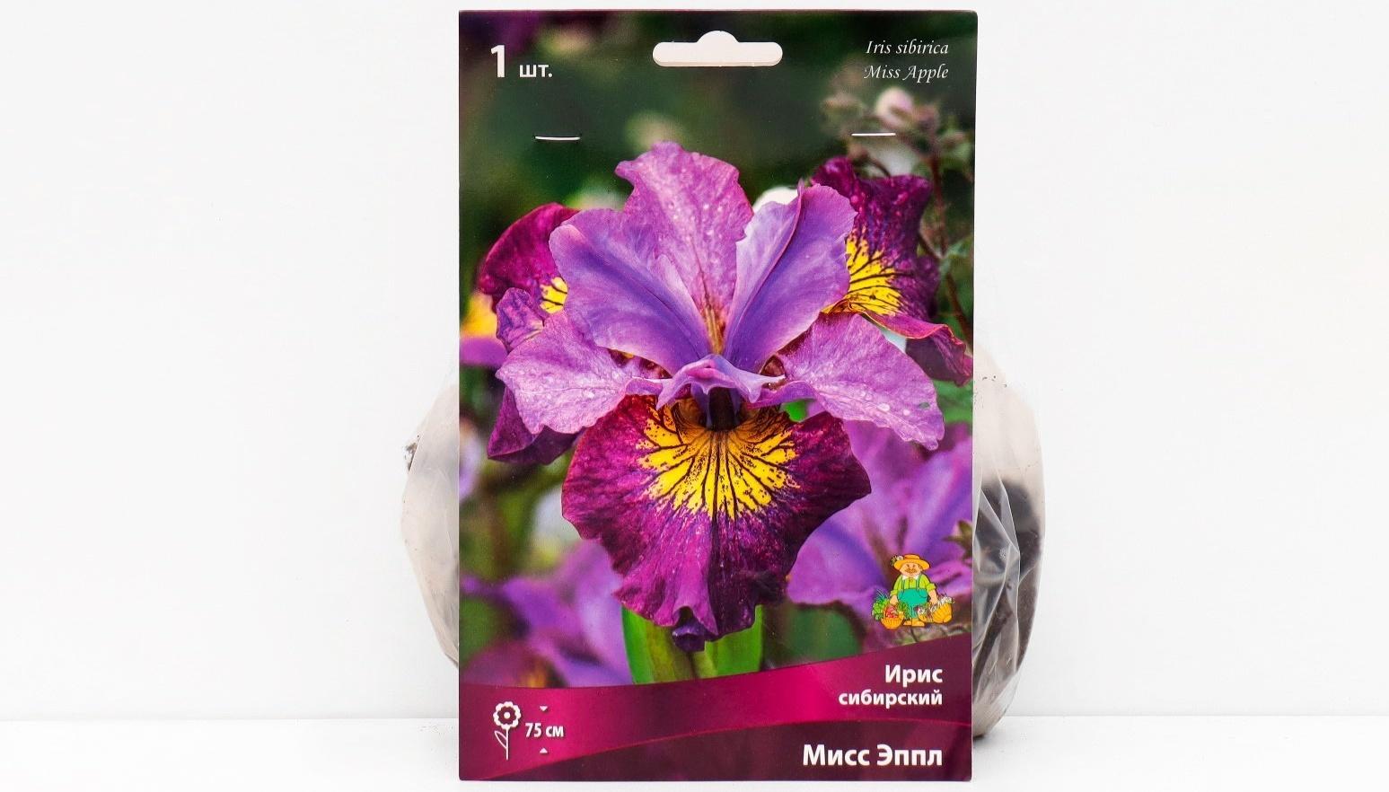 Ирис сибирский 