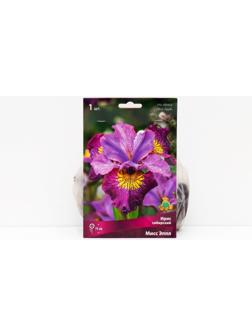 Ирис сибирский 