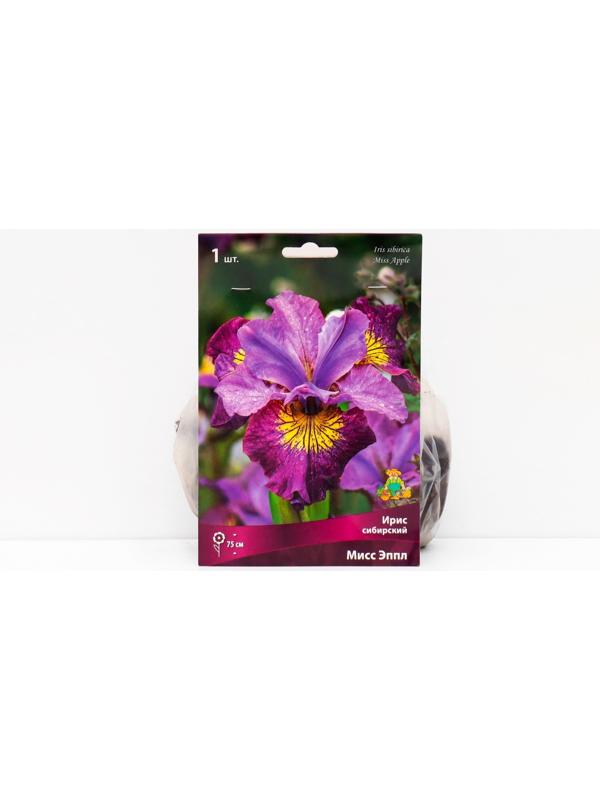 Ирис сибирский 