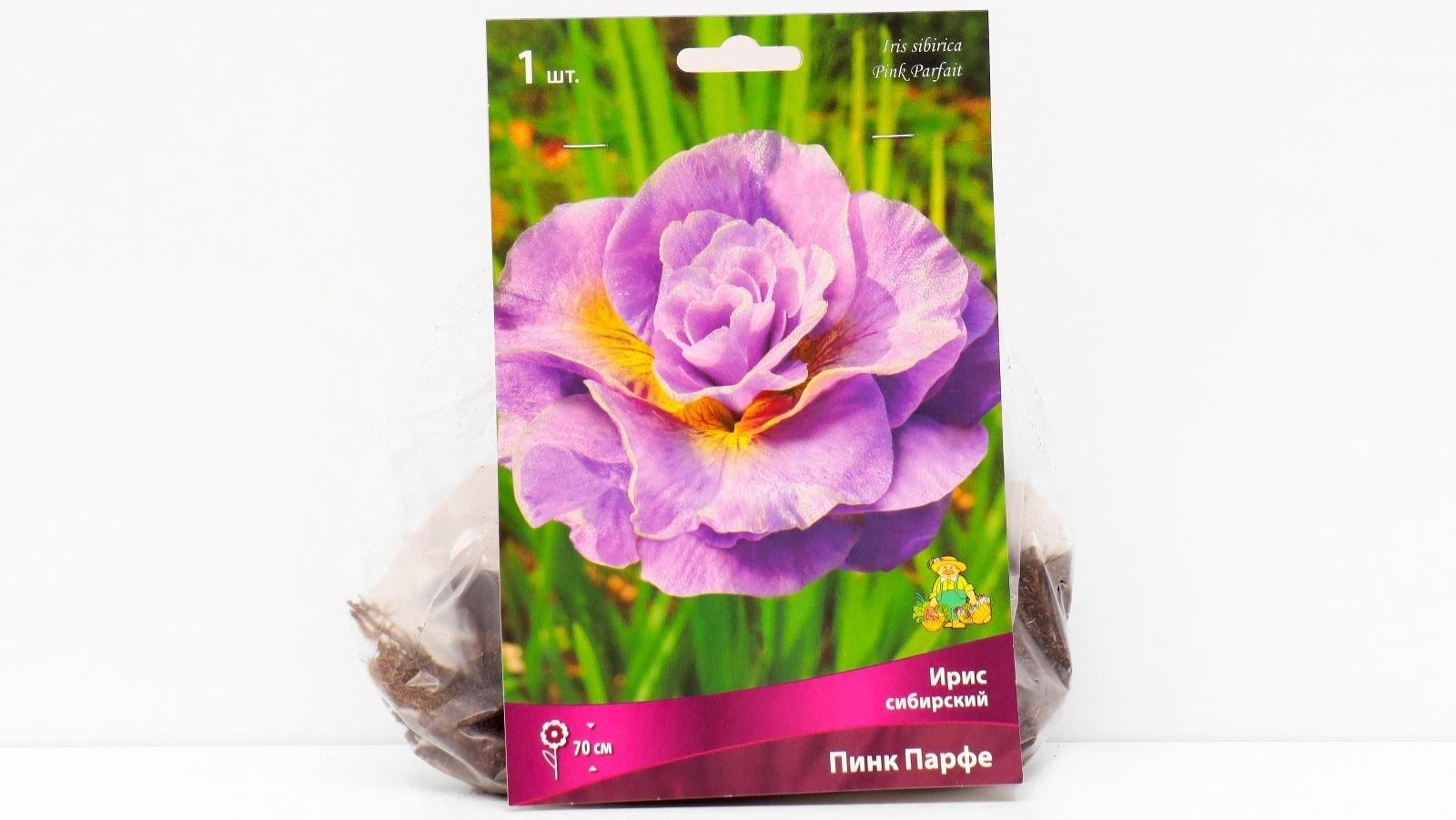 Ирис сибирский 