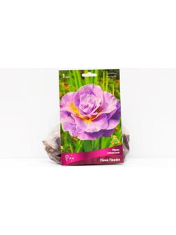 Ирис сибирский 