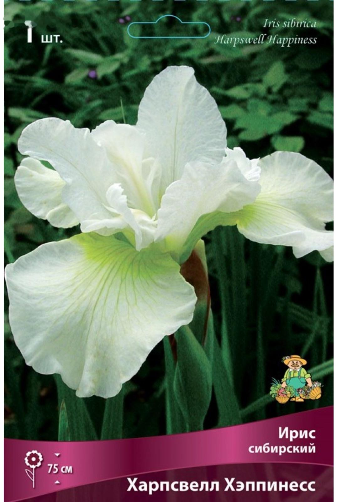 Ирис сибирский 