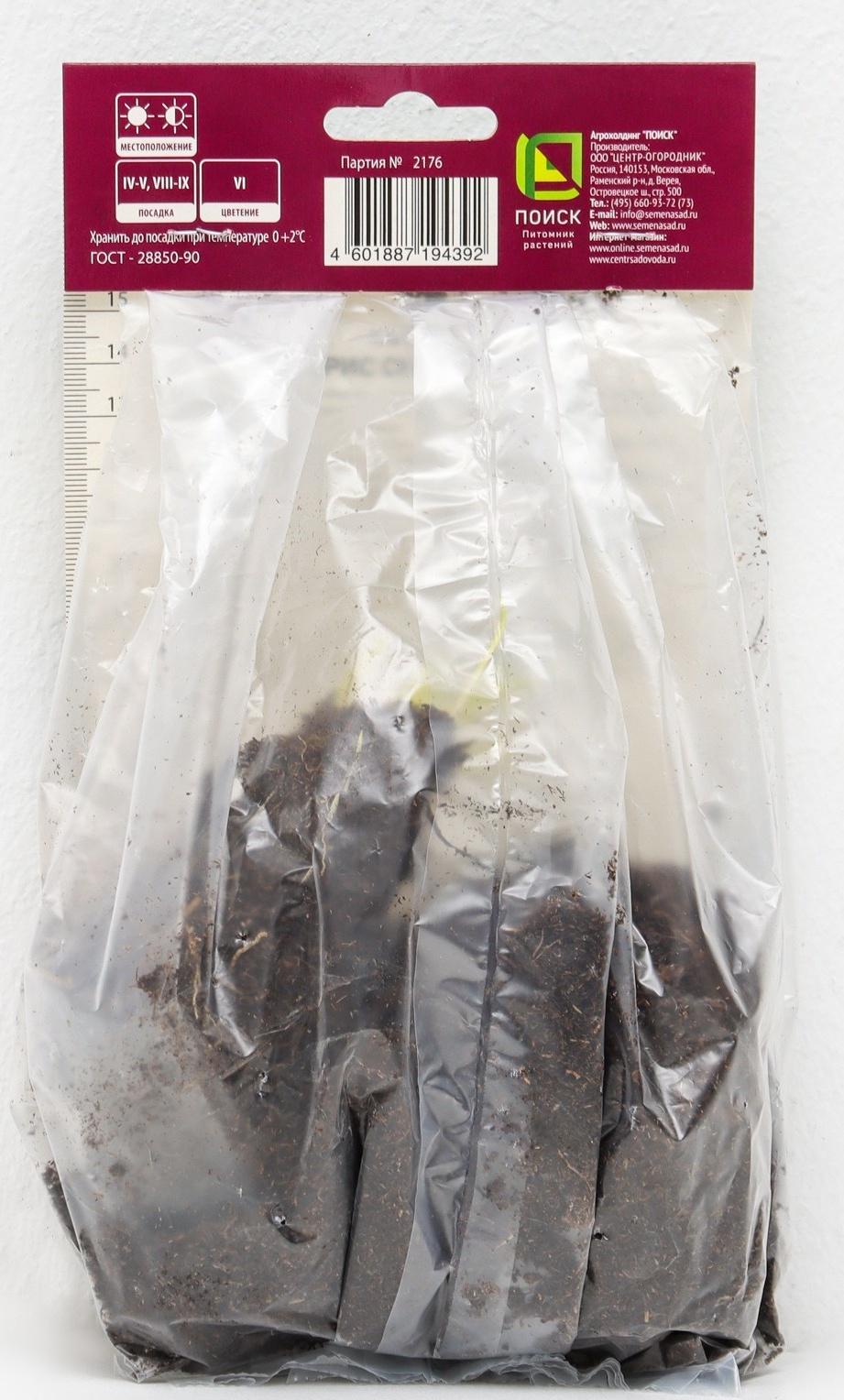 Ирис сибирский 