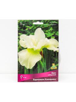 Ирис сибирский 