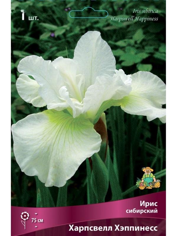 Ирис сибирский 