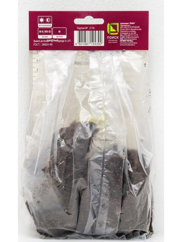 Ирис сибирский 