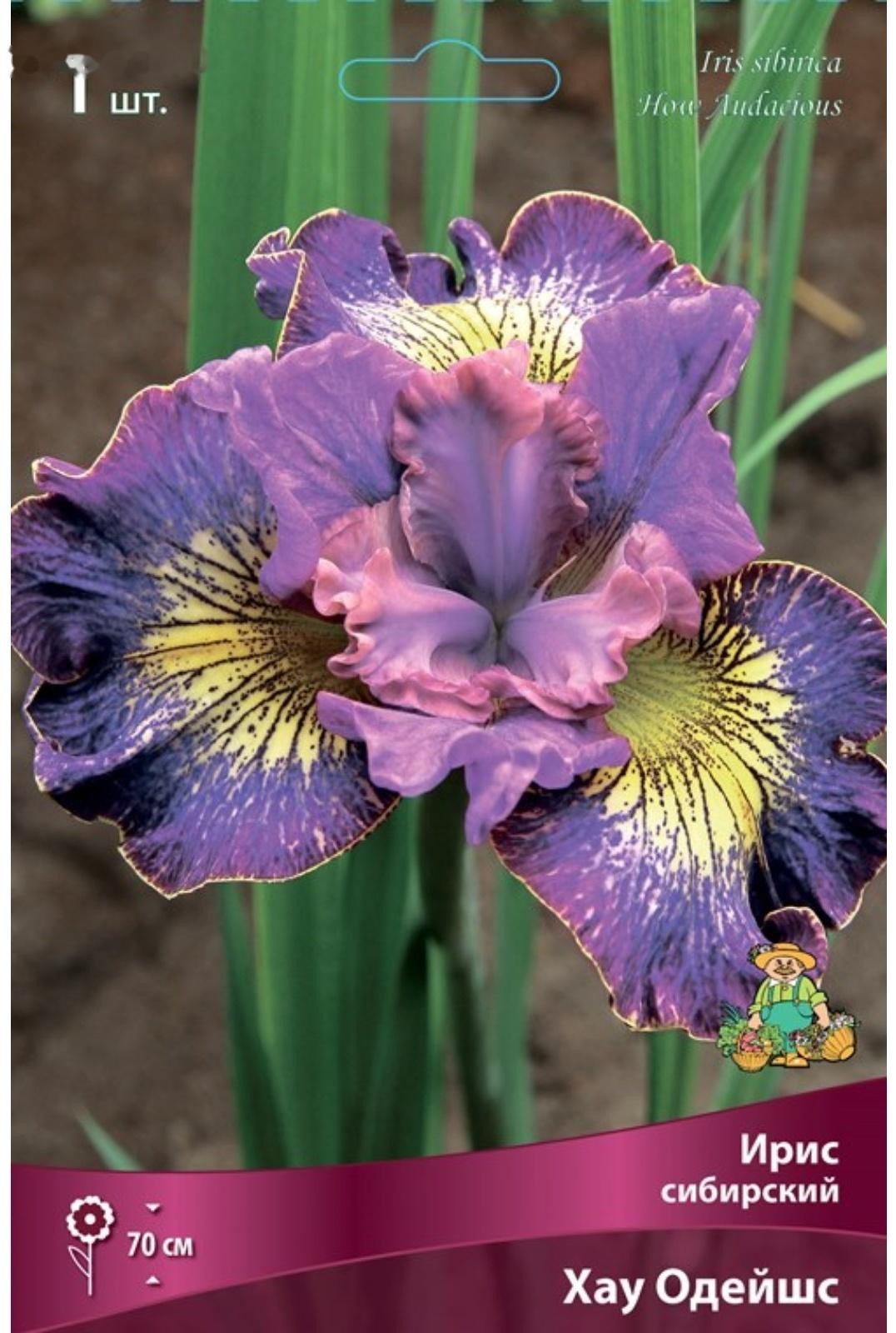 Ирис сибирский 