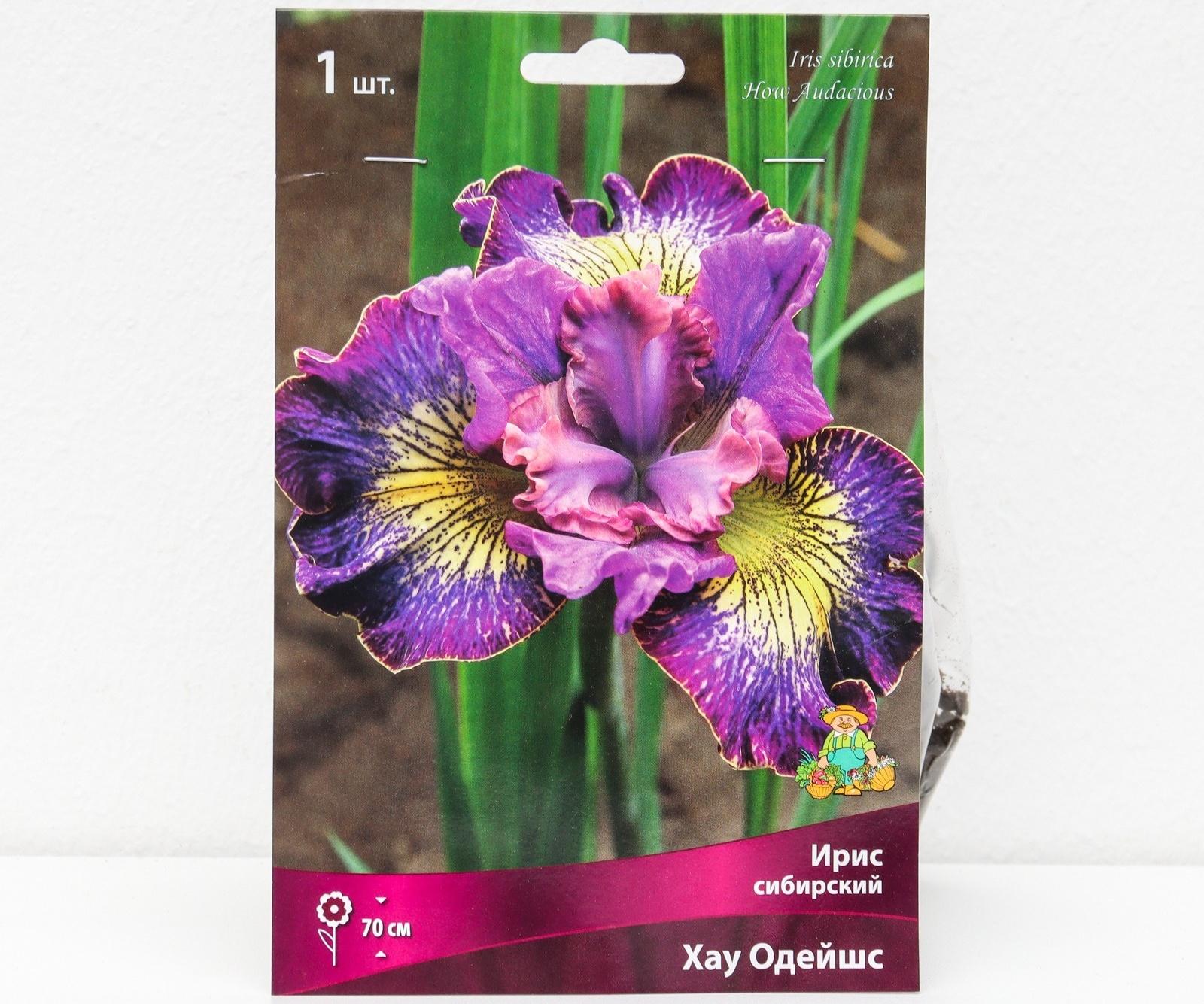 Ирис сибирский 