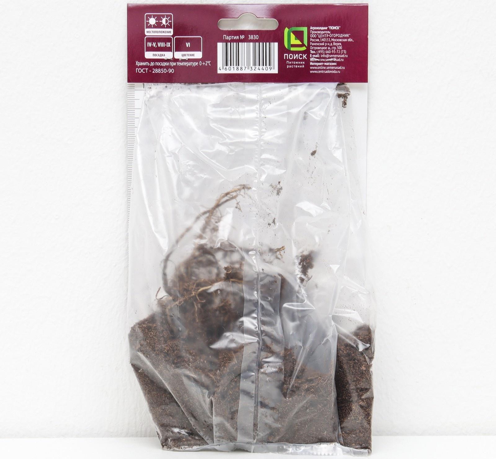 Ирис сибирский 