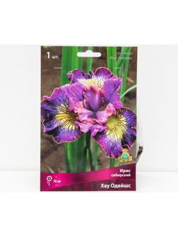 Ирис сибирский 