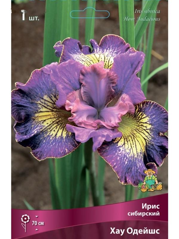 Ирис сибирский 