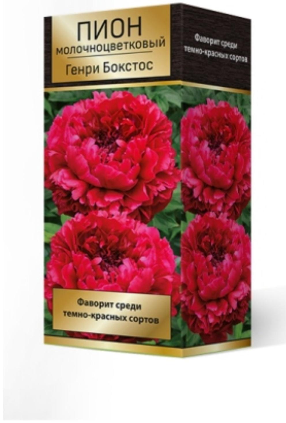 Пионы молочноцветковые и гибриды 