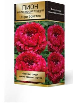 Пионы молочноцветковые и гибриды 