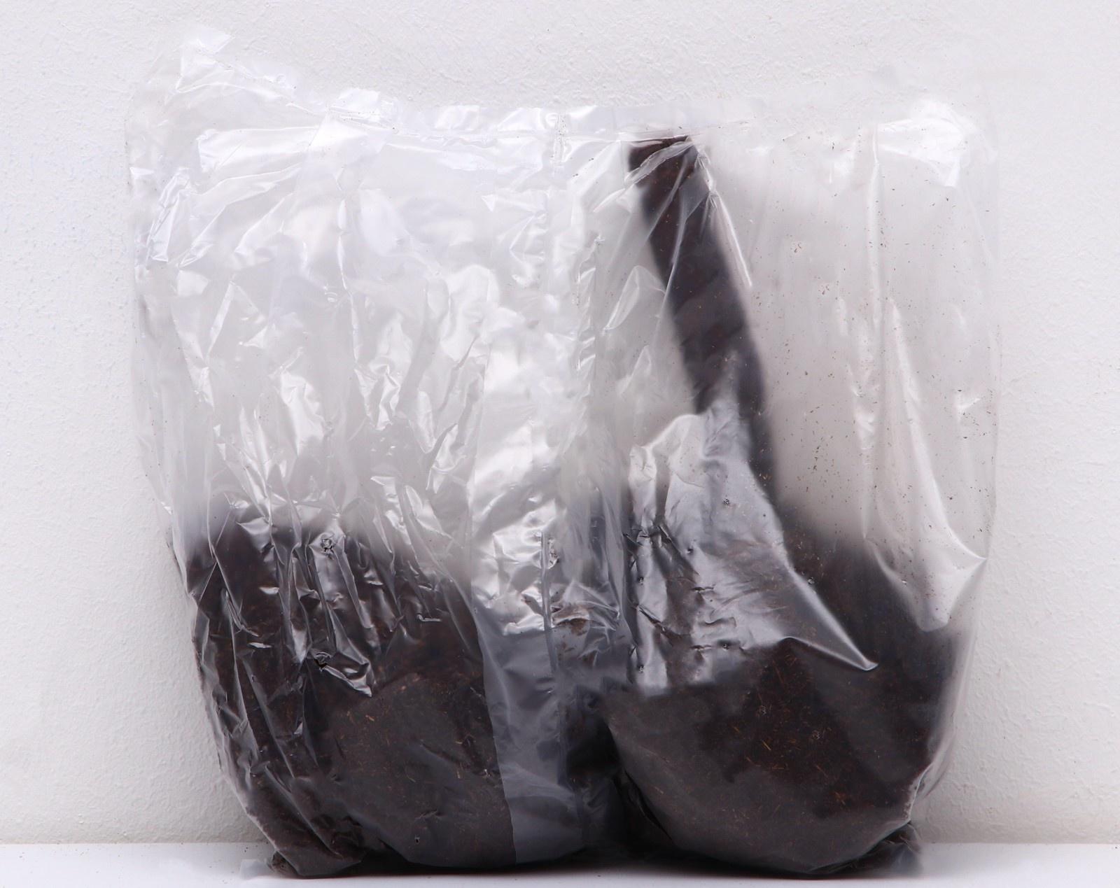 Пионы молочноцветковые и гибриды 