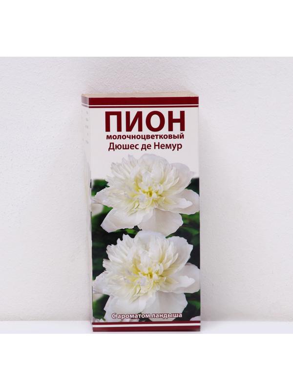 Пионы молочноцветковые и гибриды 