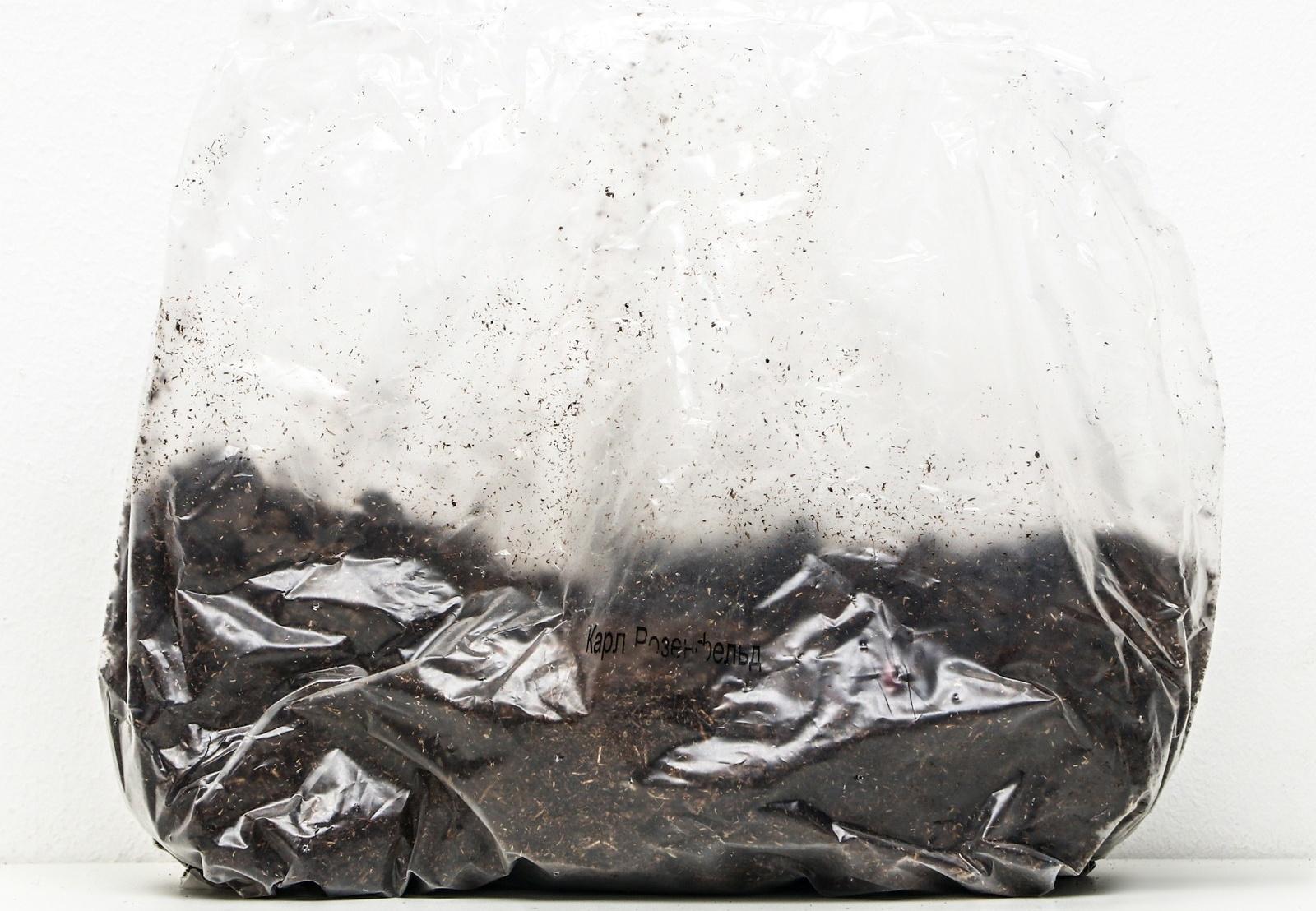 Пионы молочноцветковые и гибриды 